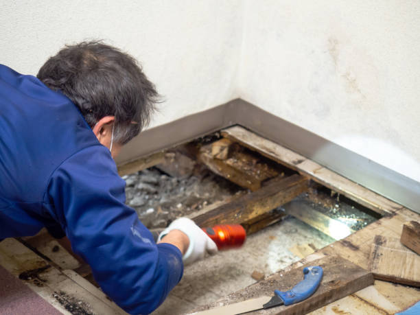 Best Affordable Mold Removal  in Barrett, TX