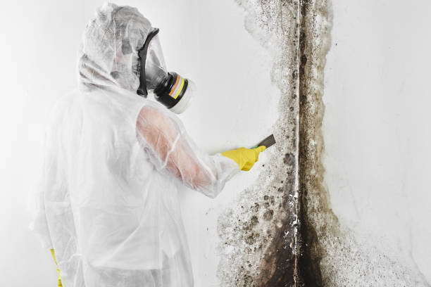 Best Affordable Mold Removal  in Barrett, TX