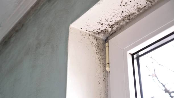 Best Black Mold Removal  in Barrett, TX