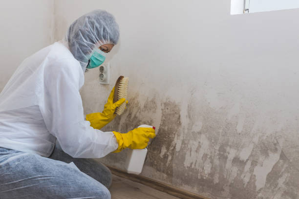 Mold Testing and Removal in Barrett, TX