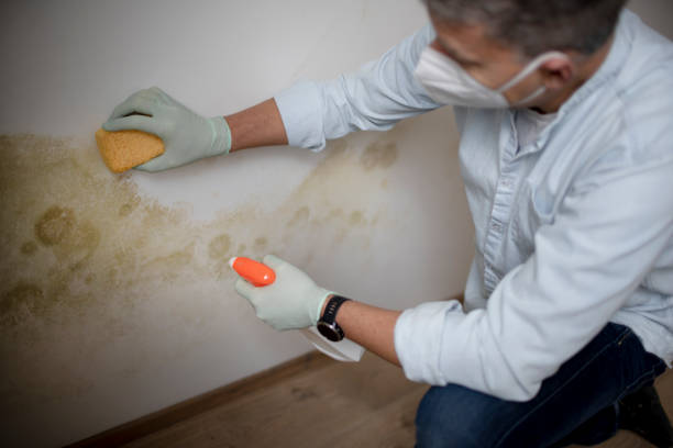 Best Mold Damage Repair  in Barrett, TX