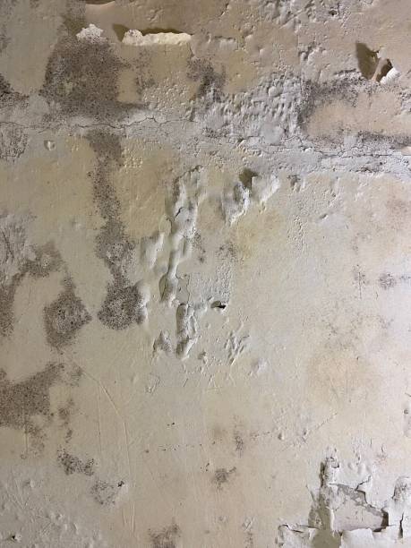 Mold Removal Process in Barrett, TX