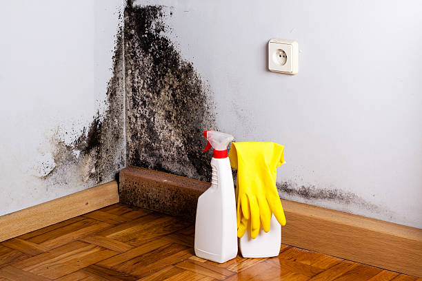 Barrett, TX Mold Removal Company