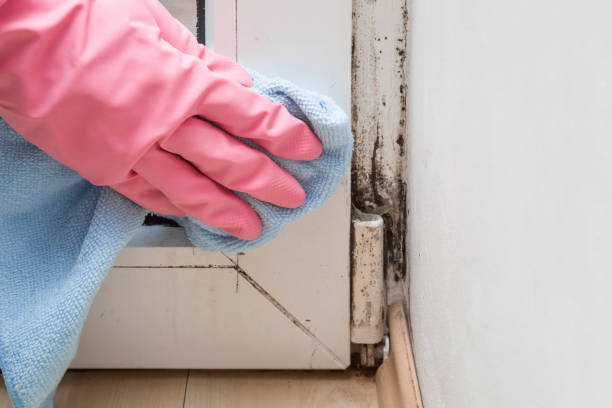 Best Emergency Mold Removal  in Barrett, TX